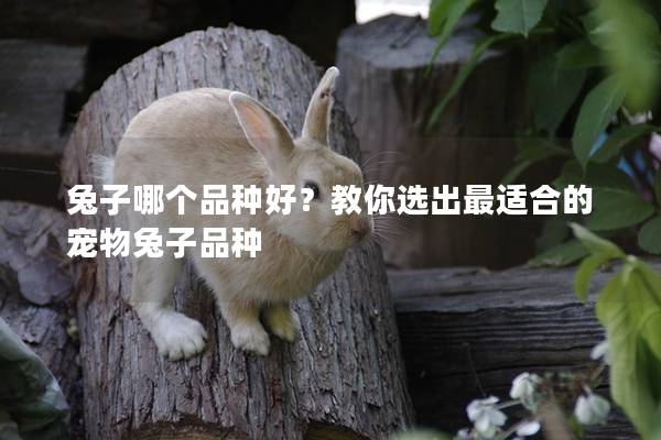 兔子哪个品种好？教你选出最适合的宠物兔子品种