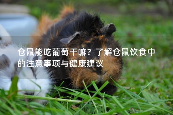 仓鼠能吃葡萄干嘛？了解仓鼠饮食中的注意事项与健康建议