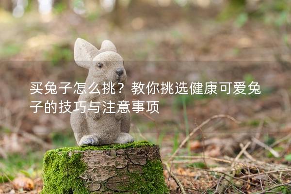 买兔子怎么挑？教你挑选健康可爱兔子的技巧与注意事项