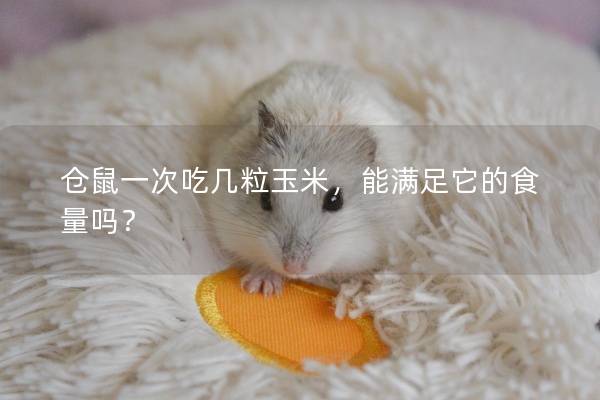 仓鼠一次吃几粒玉米，能满足它的食量吗？