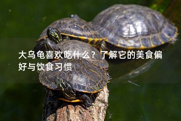 大乌龟喜欢吃什么？了解它的美食偏好与饮食习惯
