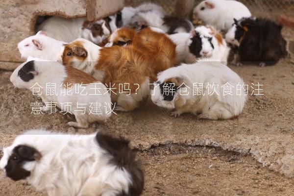 仓鼠能吃玉米吗？了解仓鼠饮食的注意事项与建议