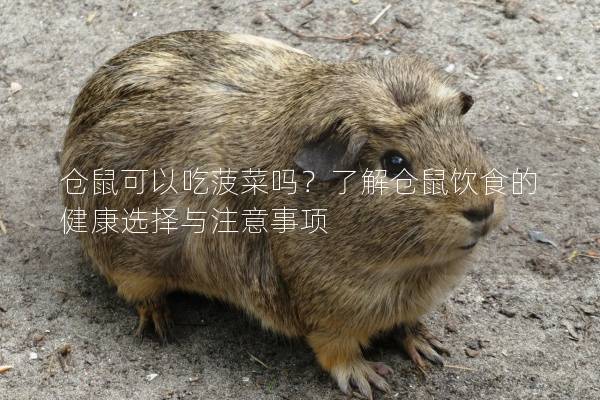仓鼠可以吃菠菜吗？了解仓鼠饮食的健康选择与注意事项