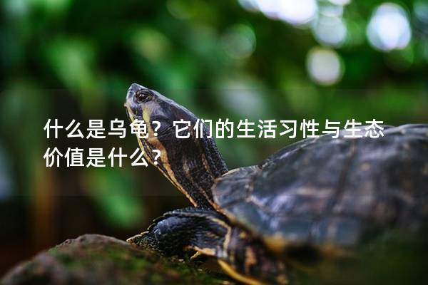 什么是乌龟？它们的生活习性与生态价值是什么？