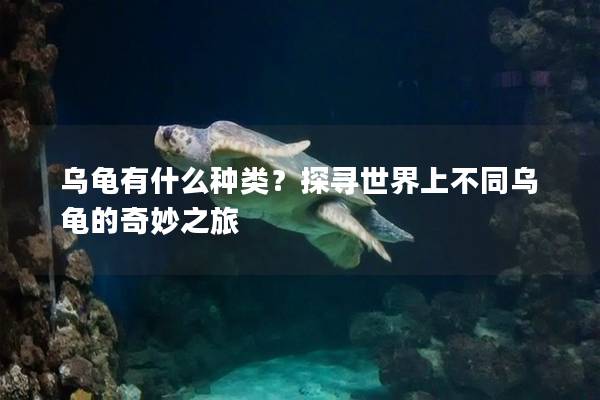 乌龟有什么种类？探寻世界上不同乌龟的奇妙之旅