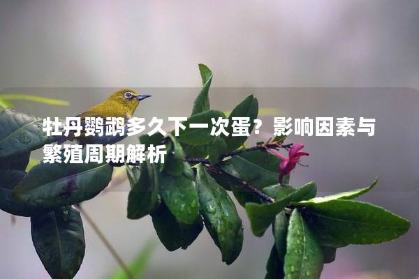 牡丹鹦鹉多久下一次蛋？影响因素与繁殖周期解析