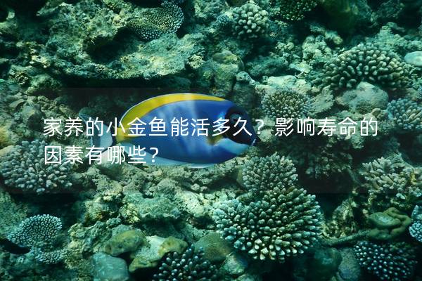家养的小金鱼能活多久？影响寿命的因素有哪些？