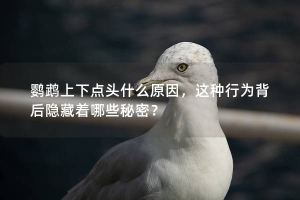 鹦鹉上下点头什么原因，这种行为背后隐藏着哪些秘密？