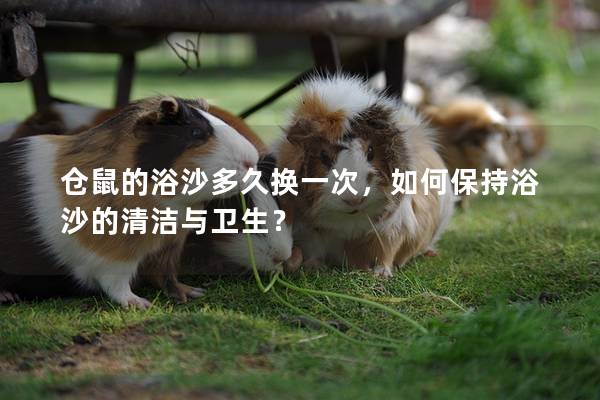 仓鼠的浴沙多久换一次，如何保持浴沙的清洁与卫生？