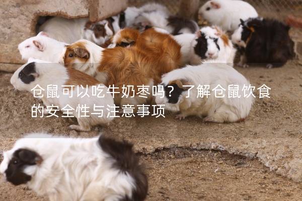 仓鼠可以吃牛奶枣吗？了解仓鼠饮食的安全性与注意事项