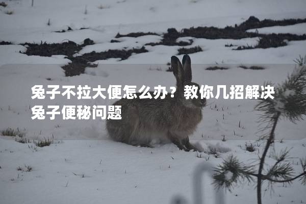 兔子不拉大便怎么办？教你几招解决兔子便秘问题
