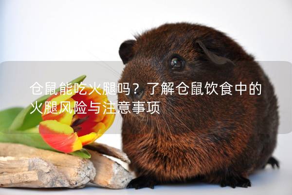 仓鼠能吃火腿吗？了解仓鼠饮食中的火腿风险与注意事项