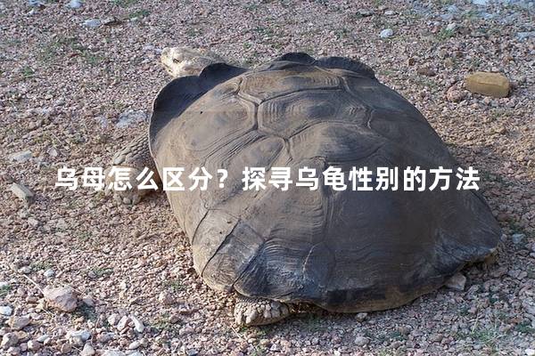 乌母怎么区分？探寻乌龟性别的方法