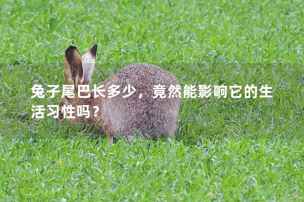 兔子尾巴长多少，竟然能影响它的生活习性吗？