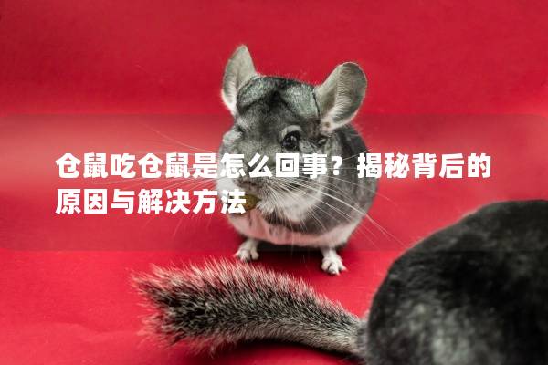 仓鼠吃仓鼠是怎么回事？揭秘背后的原因与解决方法