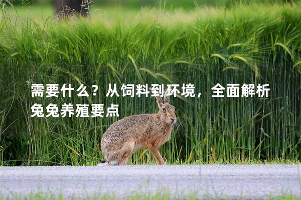 需要什么？从饲料到环境，全面解析兔兔养殖要点