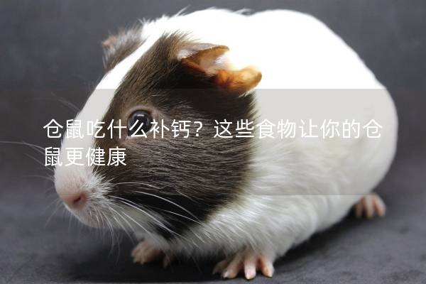 仓鼠吃什么补钙？这些食物让你的仓鼠更健康