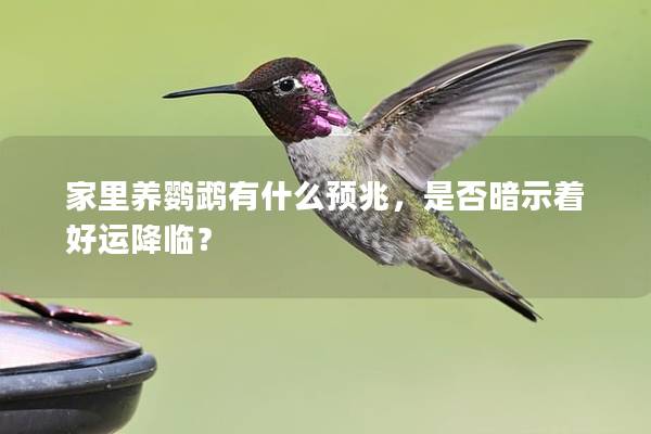 家里养鹦鹉有什么预兆，是否暗示着好运降临？