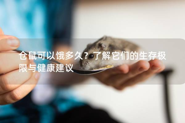 仓鼠可以饿多久？了解它们的生存极限与健康建议