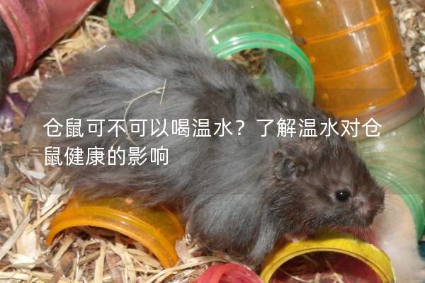 仓鼠可不可以喝温水？了解温水对仓鼠健康的影响