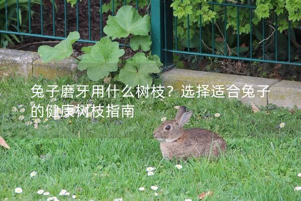 兔子磨牙用什么树枝？选择适合兔子的健康树枝指南