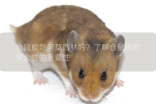仓鼠能吃阿莫西林吗？了解仓鼠用药安全性的重要性