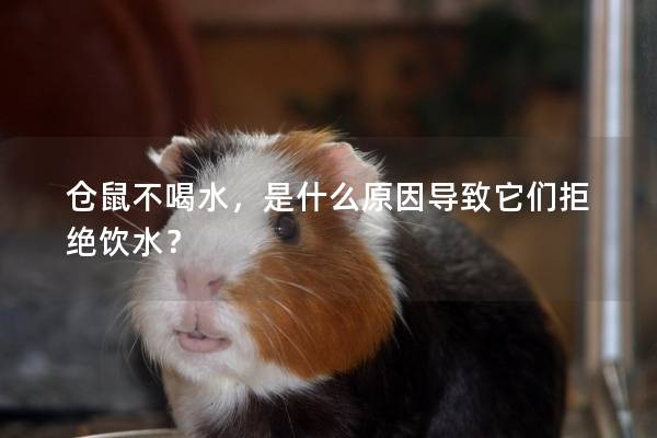 仓鼠不喝水，是什么原因导致它们拒绝饮水？