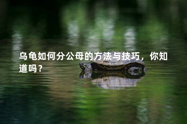 乌龟如何分公母的方法与技巧，你知道吗？