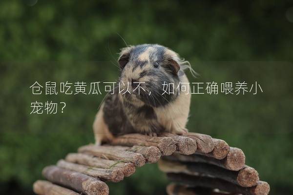 仓鼠吃黄瓜可以不，如何正确喂养小宠物？