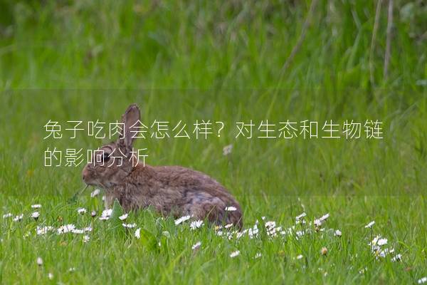 兔子吃肉会怎么样？对生态和生物链的影响分析