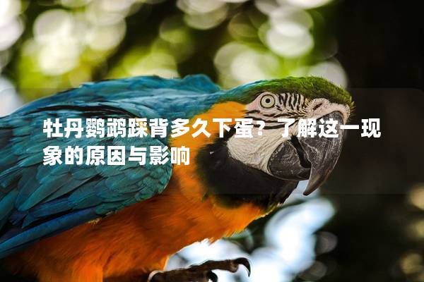 牡丹鹦鹉踩背多久下蛋？了解这一现象的原因与影响