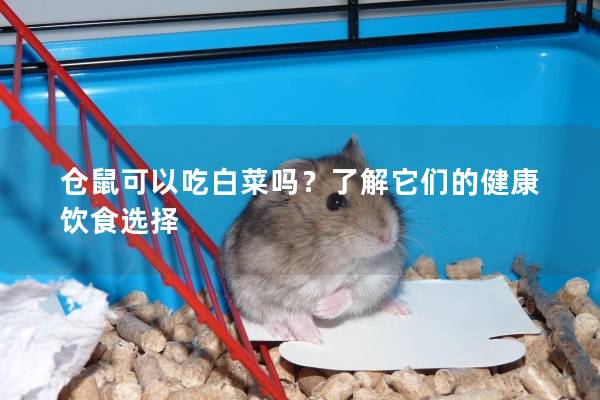 仓鼠可以吃白菜吗？了解它们的健康饮食选择