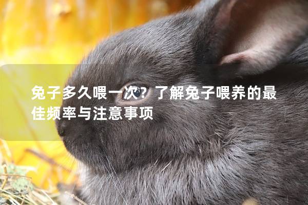 兔子多久喂一次？了解兔子喂养的最佳频率与注意事项