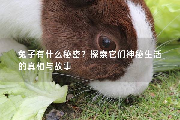 兔子有什么秘密？探索它们神秘生活的真相与故事