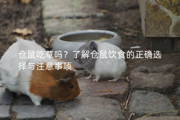 仓鼠吃草吗？了解仓鼠饮食的正确选择与注意事项