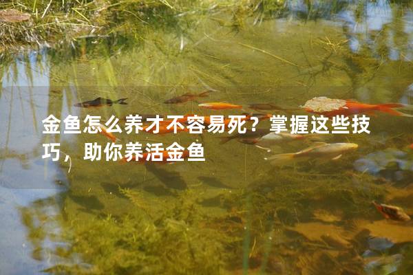 金鱼怎么养才不容易死？掌握这些技巧，助你养活金鱼