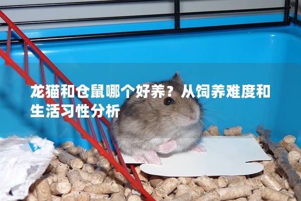 龙猫和仓鼠哪个好养？从饲养难度和生活习性分析