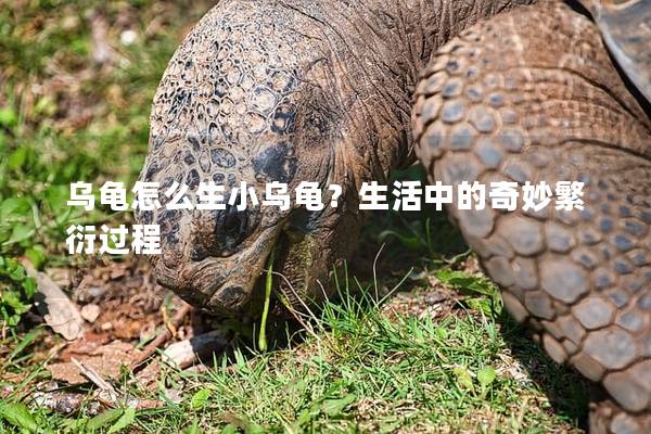 乌龟怎么生小乌龟？生活中的奇妙繁衍过程