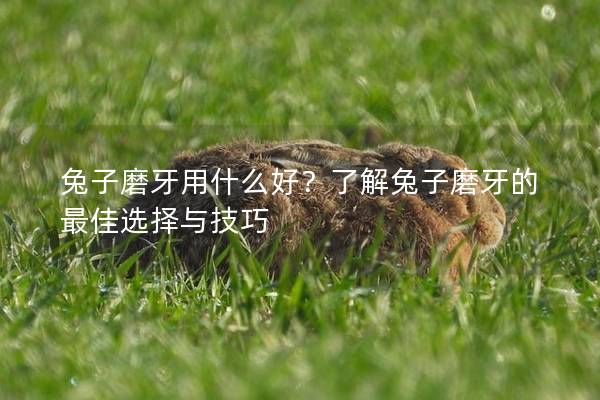 兔子磨牙用什么好？了解兔子磨牙的最佳选择与技巧