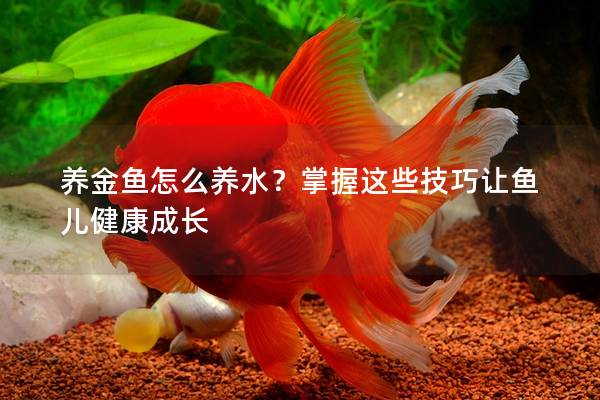 养金鱼怎么养水？掌握这些技巧让鱼儿健康成长