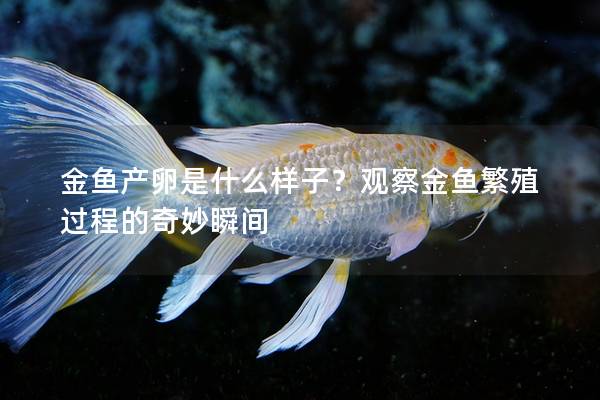 金鱼产卵是什么样子？观察金鱼繁殖过程的奇妙瞬间