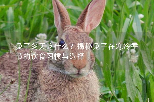 兔子冬天吃什么？揭秘兔子在寒冷季节的饮食习惯与选择