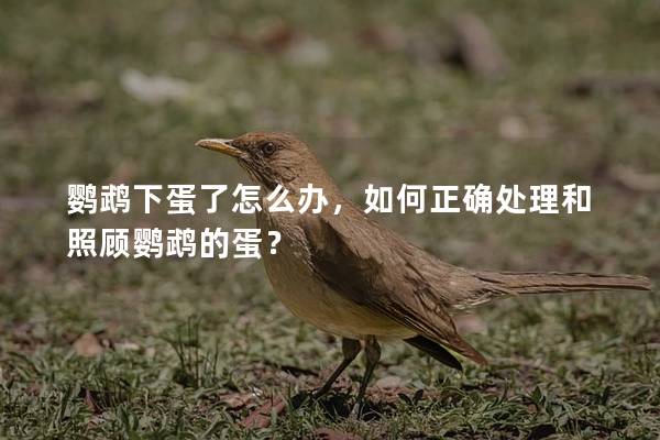 鹦鹉下蛋了怎么办，如何正确处理和照顾鹦鹉的蛋？