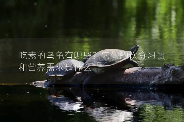 吃素的乌龟有哪些？它们的饮食习惯和营养需求是什么