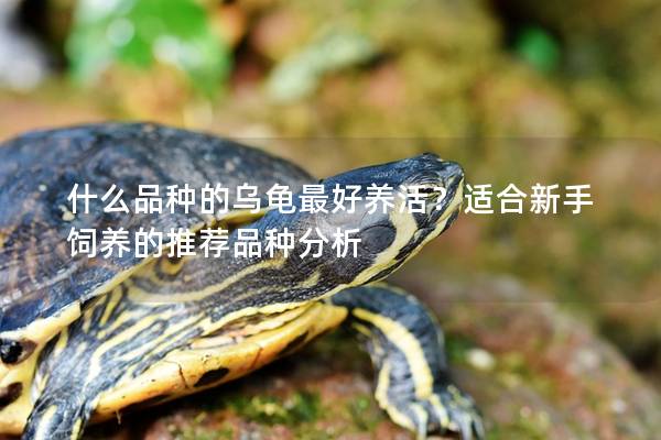 什么品种的乌龟最好养活？适合新手饲养的推荐品种分析