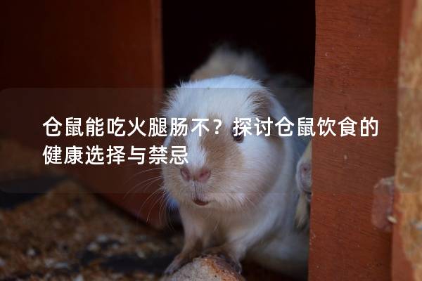 仓鼠能吃火腿肠不？探讨仓鼠饮食的健康选择与禁忌