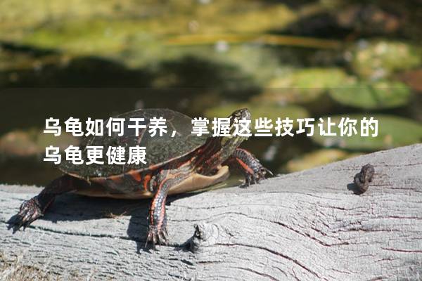乌龟如何干养，掌握这些技巧让你的乌龟更健康