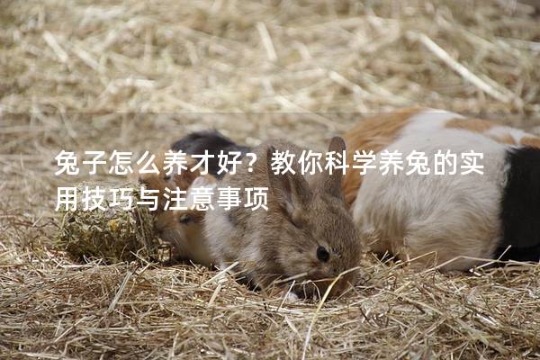 兔子怎么养才好？教你科学养兔的实用技巧与注意事项