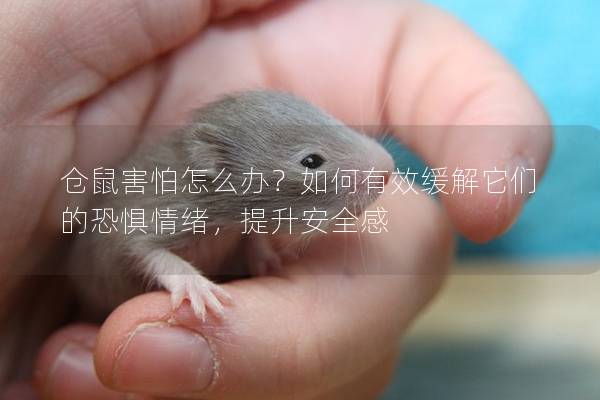 仓鼠害怕怎么办？如何有效缓解它们的恐惧情绪，提升安全感