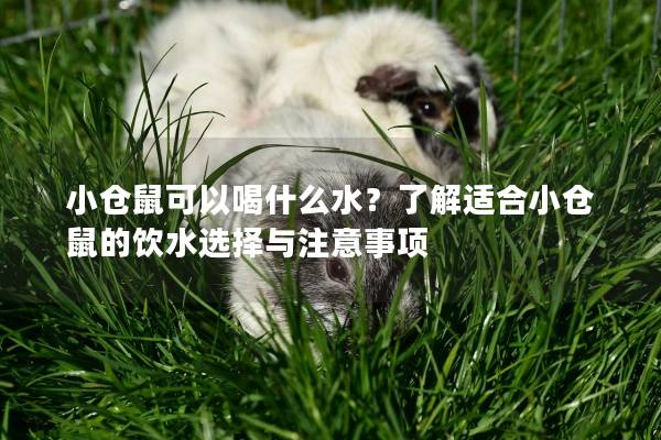 小仓鼠可以喝什么水？了解适合小仓鼠的饮水选择与注意事项